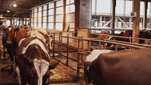 Locked-down of herd of multiple spotted brown and white cows walking in row in wooden barn