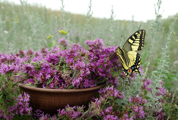 thyme. collected thyme in a bowl on a flowering field. collecting herbs. colorful swallowtail...