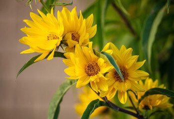 Beautiful yellow flowers in the garden. Nature