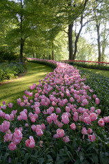 Long row of pink tulips