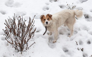The dog walks on the white snow