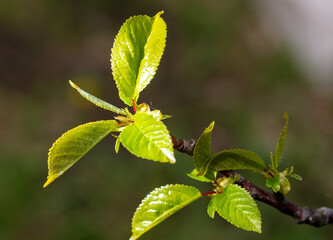 Small leaves on walnut branches.