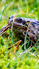 A common frog, Rana temporaria, hiding between the green gras and moss in Ireland