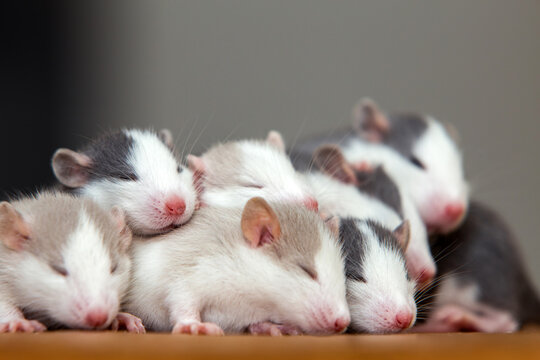 Many small funny baby rats warming together one on top of another.
