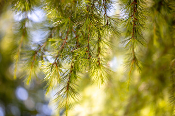 Needles on a coniferous tree in the park.