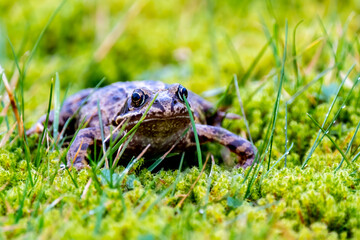 A common frog, Rana temporaria, hiding between the green gras and moss in Ireland