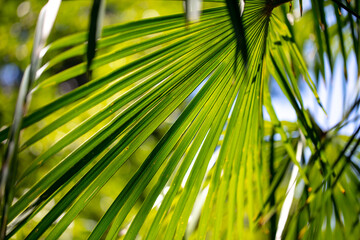 Green leaves on a palm tree as a background.