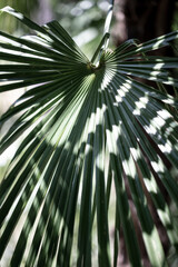 Green leaves on a palm tree as a background.