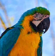 blue and yellow macaw