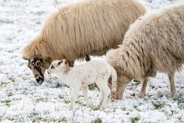 Naklejka premium Head of sheep with a newborn lamb that still has blood on its navel, eating grass in the pasture. Grass is covered with snow. Winter on the farm. Blur, selective focus