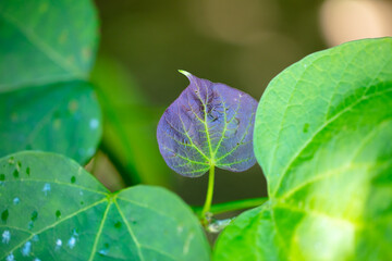 Purple leaf on the plant.