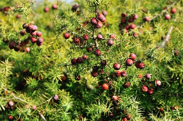 Baies de Genévrier Cade (Juniperus oxycedrus), un arbuste de climat méditerranéen, Alpes Maritimes, France