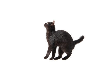 Black cat isolated on a white