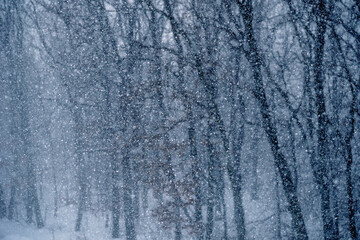 Snowfall in forest, tree branches and bushes covered with snow