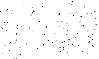 A flock of birds isolated on a white