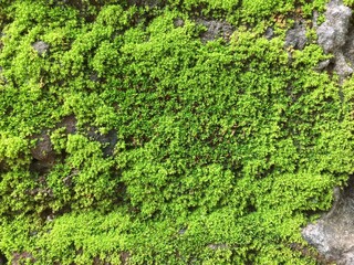 green moss on the stone wall
