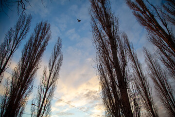 Obraz premium Bare branches on a tree at sunset.