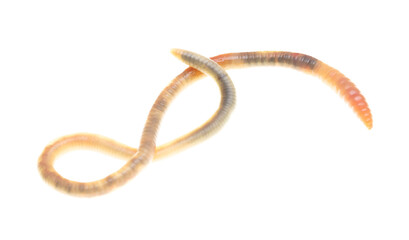 Earthworm on a white background.