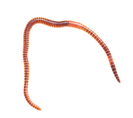 Earthworm on a white background.