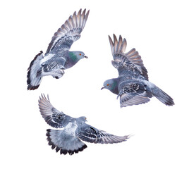Doves in flight isolated on white