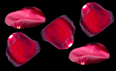 Red rose petals isolated on black