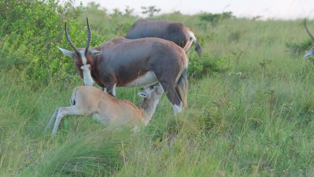 Blesbok mother and her  baby calf in the bushes on safari