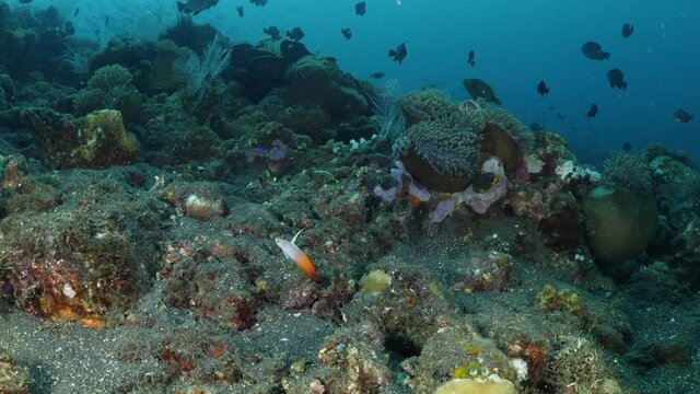 A fire dartfish (Nemateleotris magnifica) - amazing underwater world of Tulamben, Bali, Indonesia. 4k video.