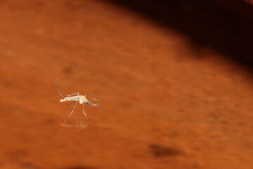 A mosquito floating on surface of water over orange basin as background.