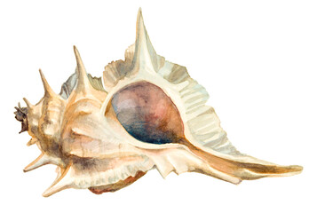 Watercolor sand color seashell on a white background. Hand painting