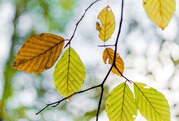 autumn leaves on the tree