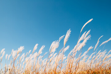 Obraz premium Dry reed field. Autumn of Gaetgol Eco Park in Siheung, Korea