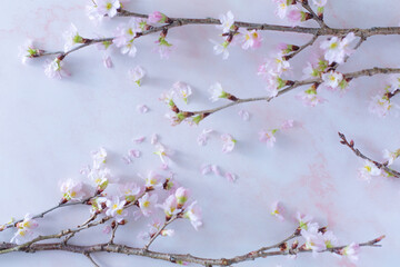 spring concept. cherry blossom on a branch