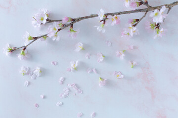 spring concept. cherry blossom on a branch