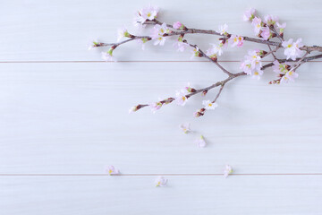 spring concept. cherry blossom on a branch