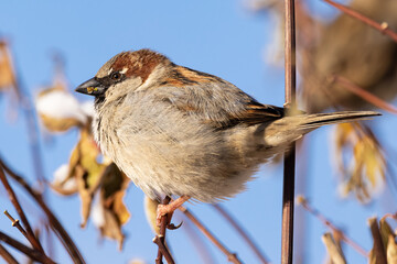 Portrait of male House sparrow (passer domesticus) perched on branch in germany mecklenburg vorpommern