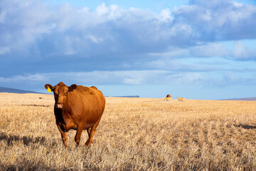 A beautiful brown cow on a dry land