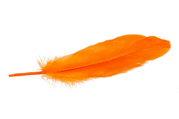 Elegant oange feather isolated on the white background
