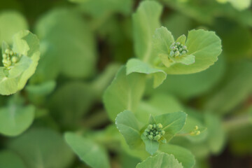 菜の花の春の蕾