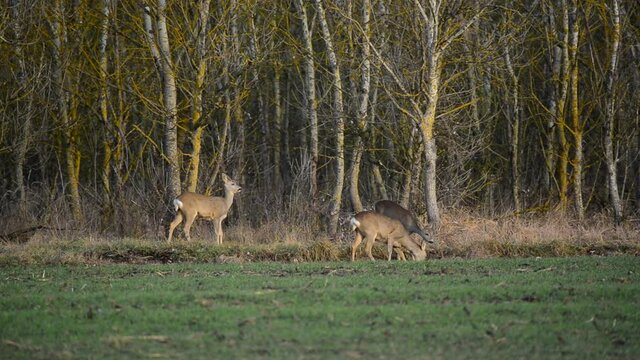 roe deers on field
