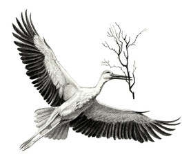 flying stork with a branch in its beak on white background. Pencil sketch of detailed
