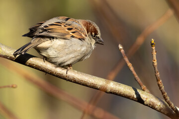 Portrait of male House sparrow (passer domesticus) perched on branch in germany mecklenburg vorpommern