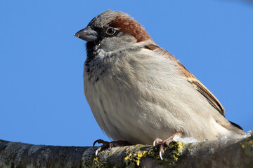 Portrait of male House sparrow (passer domesticus) perched on branch in germany mecklenburg vorpommern