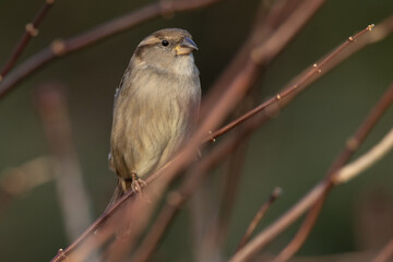 Portrait of female House sparrow (passer domesticus) perched on branch in germany mecklenburg vorpommern