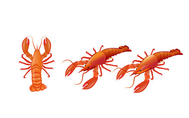 Isolated lobster on white background, complete red shell shrimp in overhead view isolated from white background.