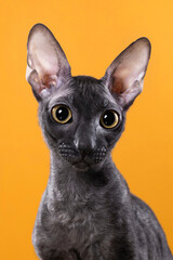 black cat portrait on yellow background