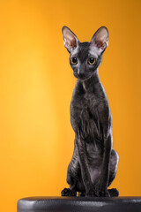 black cat portrait on yellow background