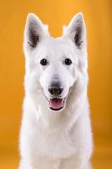 white dog portrait on yellow background
