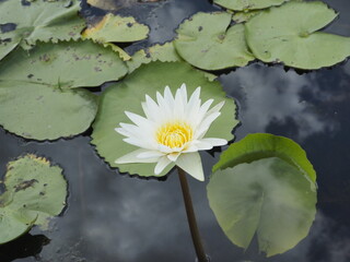 Lotus farmers are popularly planted for economic and beauty, Thailand