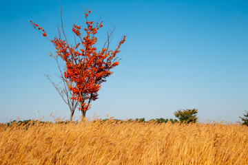 Obraz na płótnie Canvas Maple tree and dry reed field. Autumn of Gaetgol Eco Park in Siheung, Korea