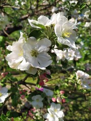 apple tree blossom